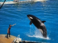 Marineland